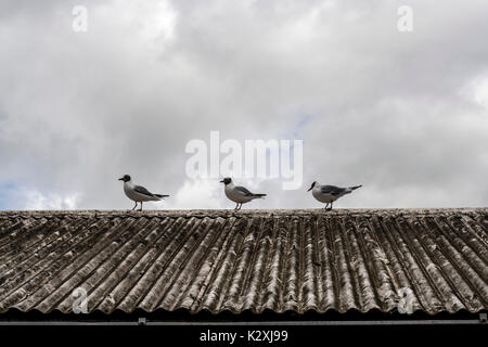 Tre Gabbiani in piedi in formazione su un tetto di tegole contro un cielo nuvoloso Foto Stock