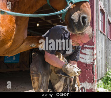 Maniscalco Don Chandler file lo zoccolo di felce, uno dei due progetti di cavalli di proprietà della foresta di Merck e terreni agricoli centro, Rupert, Vermont. Chandler spende due ore la ferratura e la cura per il grande progetto di cavallo, due volte il tempo e il costo richiesti con i piccoli cavalli purosangue. Foto Stock