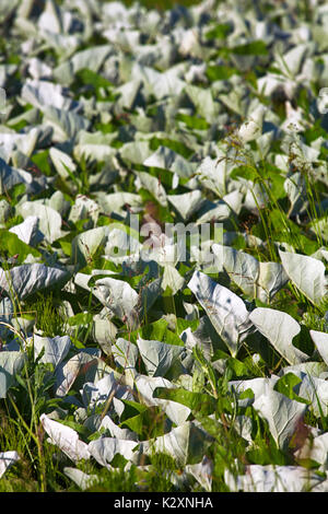 Mosaico white leaf os Coltsfoot ed equiseto nella griglia di cereali, ondeggianti nel vento. Garden design Foto Stock