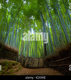 Percorso di bambù in Kyoto Foto Stock