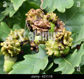Knopper Galli su le ghiande di una Pedunculate quercia (Quercus robur). I Galli sono causati dal fiele wasp Andricus quercuscalicis. Bedgebury Forest Foto Stock