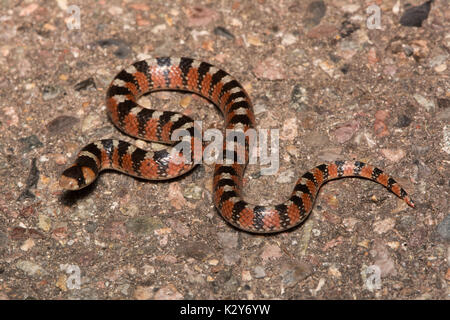 Thornscb serpente dal naso a uncino (Gyalopion quadrangulare) di sonora, Messico. Foto Stock