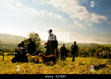 Cani da caccia Foto Stock