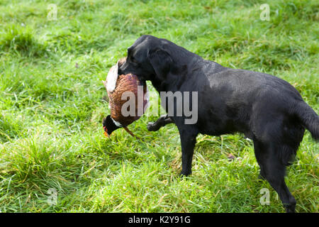 Il Labrador nero con fagiano Foto Stock