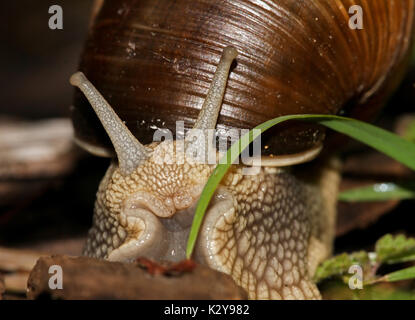 Scatto frontale di una lumaca, Helix pomatia Foto Stock