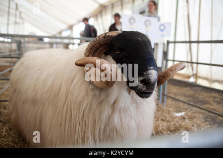 Scotch nero a fronte di ovini, Devon County Show 2009 Foto Stock