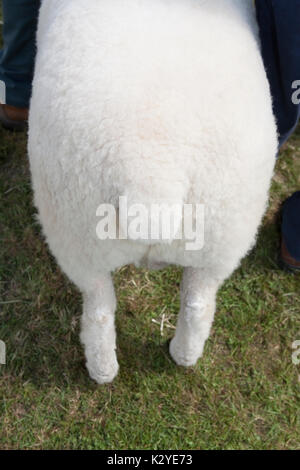 Vincitore del premio Poll Dorset corto lana ovina gambe posteriori e la coda in corrispondenza della Contea di Devon Visualizza Foto Stock