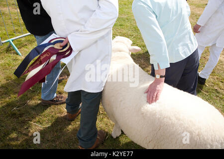 Vincitore del premio Poll Dorset breve pecore di lana e il gestore a Devon County Visualizza Foto Stock