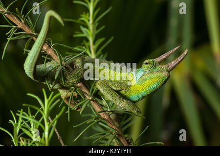 Maschio adulto di Jackson (camaleonte Trioceros jacksonii jacksonii) sul ramo, Nairobi, Kenia Foto Stock