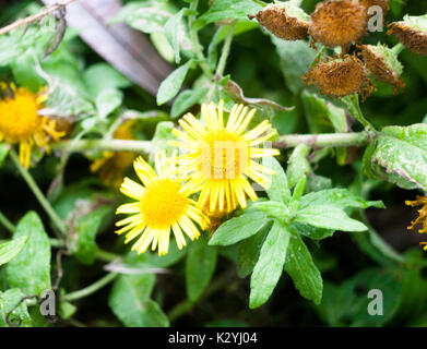 Chiusura del petalo giallo le teste dei fiori di colt il piede Tussilago farfara; Inghilterra; Regno Unito Foto Stock