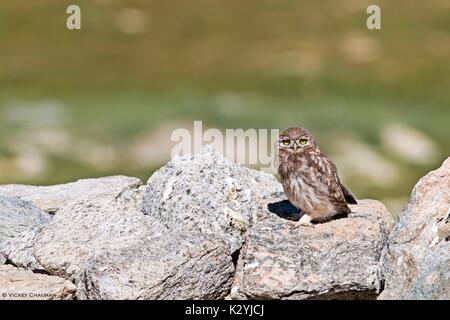 Piccolo gufo a Tsokar, Ladakh, India Foto Stock