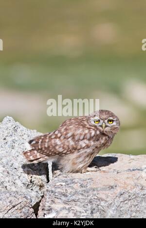 Piccolo gufo a Tsokat, Ladakh, India Foto Stock