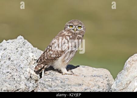 Piccolo gufo a Tsokar, Ladakh, India Foto Stock