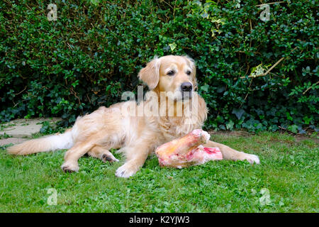 Maschio adulto Golden Retriever cane con osso enorme Foto Stock