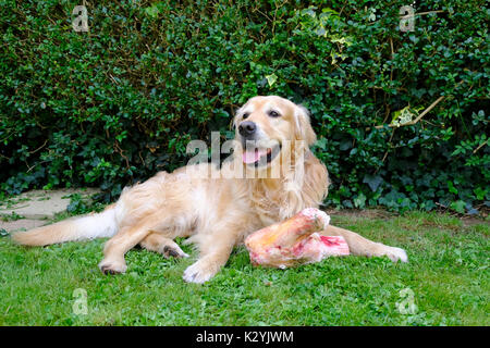 Maschio adulto Golden Retriever cane con osso enorme Foto Stock