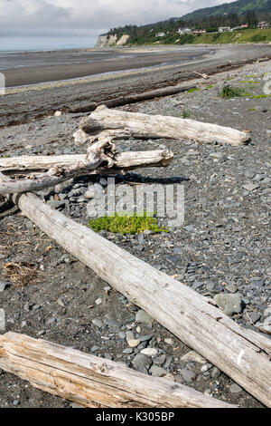 Driftwood lungo la spiaggia sulla spiaggia di Vescovi sulla baia Kamishak in Omero, Alaska. Foto Stock