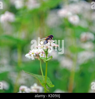 Ape su fiore di grano saraceno Foto Stock