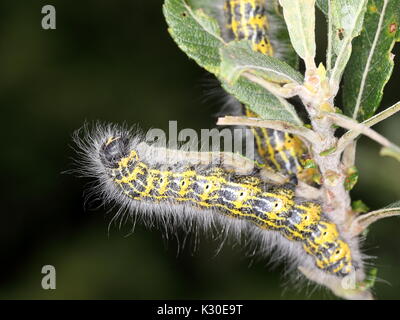 Buff Suggerimento Moth caterpillar su Willow Foto Stock