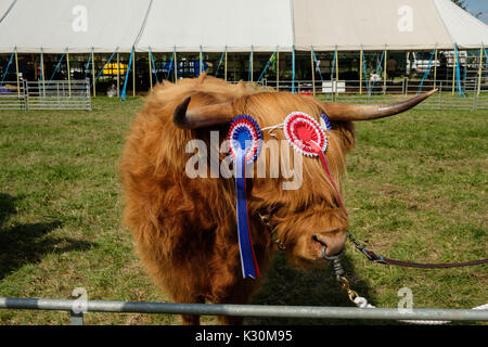 Cornuto Highland bestiame al Chertsey Show 2017 Foto Stock