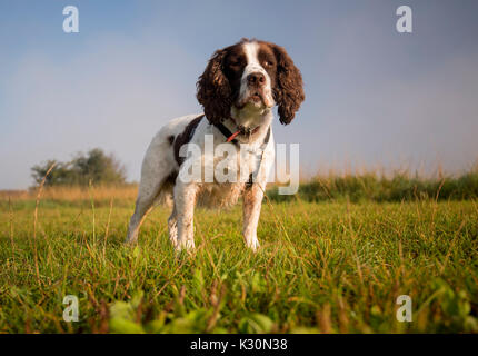 English Springer Spaniel cane allarme permanente in un campo Foto Stock
