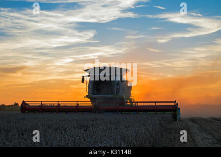 Claas mietitrebbia il taglio di campo di grano al tramonto, Cambridgeshire, Inghilterra Foto Stock