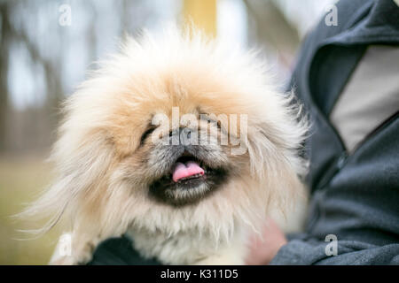 Fuzzy Pekingese razza cane Foto Stock