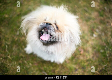 Fuzzy Pekingese razza cane Foto Stock