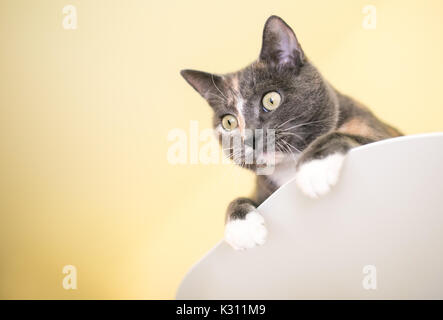 Un curioso diluire Calico domestico gatto Shorthair peeking su una sporgenza Foto Stock