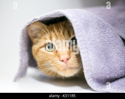 Un timido orange tabby domestico gatto Shorthair che spuntavano da sotto una coperta Foto Stock