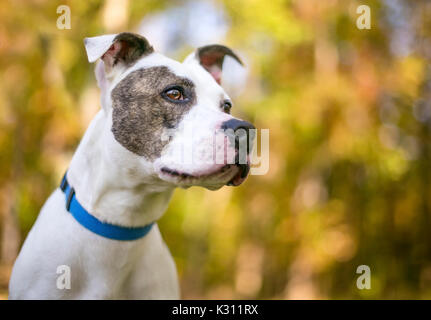 Un bianco e tigrato bulldog americano di razza cane all'aperto Foto Stock