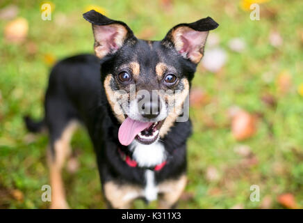 Un piccolo tricolore razza cane con una felice espressione Foto Stock