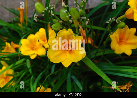 Bellissima fiori gialli nel giardino in una mattina fresca. Foto Stock