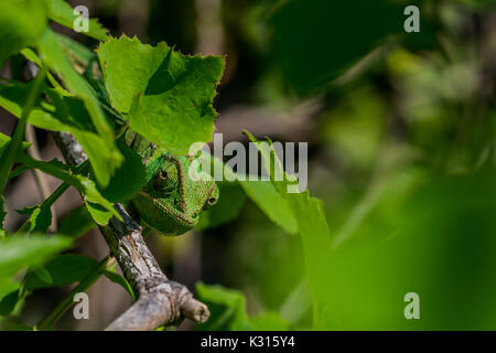 Una ben mimetizzata mediterraneo (Camaleonte Chamaeleo chamaeleon) spiata da dietro alcune foglie. Malta Foto Stock