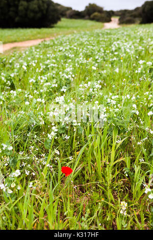 Poppie rosso in un prato Foto Stock