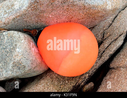 Una dispersione di colore arancione boa intrappolato tra le rocce di una spiaggia, Halifax, Nova Scotia, Canada Foto Stock