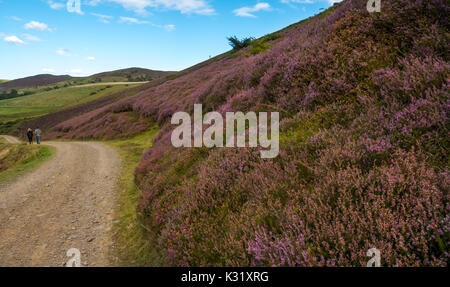 Coppia giovane camminando giù la via lungo viola heather hillside a speranze serbatoio, Lammermuir Hills, East Lothian, Scozia, Regno Unito Foto Stock