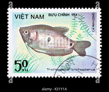 Francobollo dal Vietnam raffigurante tre spot gourami (Trichogaster trichopterus) Foto Stock