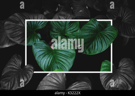 Verde Tropical lascia creative con cornice quadrata layout, verde di contrasto e colori in bianco e nero Foto Stock