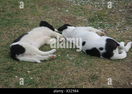 Ci sono due cani sono giacenti su un terreno erboso in borsa, Maramures, Romania. Foto Stock