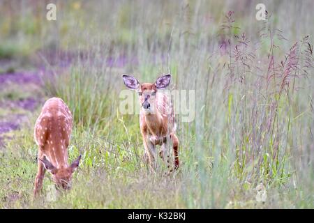 Due white-tailed deer cerbiatti (Odocoileus virginianus) Foto Stock