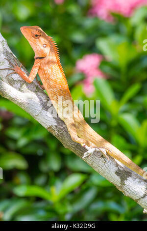 Primo piano di un maschio Oriental Garden Lizard (Calotes versicolor), Phuket, Tailandia Foto Stock