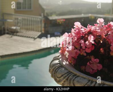 Fiori di colore rosa sullo sfondo della piscina e case, sfondo, Sud Africa, il fuoco selettivo Foto Stock