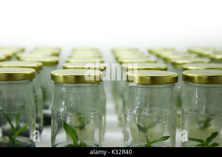 Coltura di tessuti vegetali sul ripiano in laboratorio per la conservazione. Foto Stock