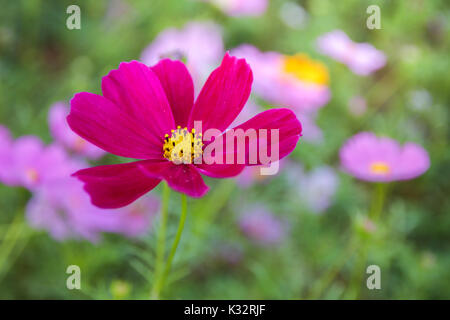 Cosmo rosa fiori nel giardino, (Cosmos Bipinnatus) Foto Stock