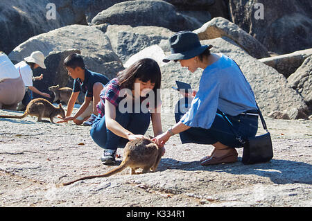 I turisti cinesi in via di estinzione di alimentazione Mareeba Aeroporto disadorno Rock Wallaby (Petrogale inornata, Mareeba Aeroporto gara), Granite Gorge Nature Park, altopiano di Atherton, Foto Stock