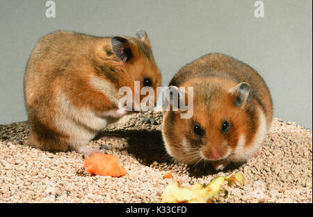 Siro o criceti dorati mesocricetus auratus. Coppia. Maschio di sinistra faccia di lavaggio, una femmina, diritto, mangiare e guancia di riempimento di alveoli. Foto Stock