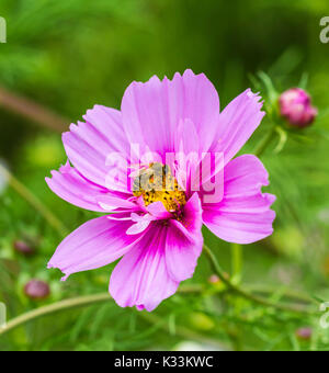 Pink Cosmos bipinnatus 'Sensation' misti (sensazione serie) (AKA Aster messicano o giardino Cosmos) in estate nel West Sussex, in Inghilterra, Regno Unito. Foto Stock