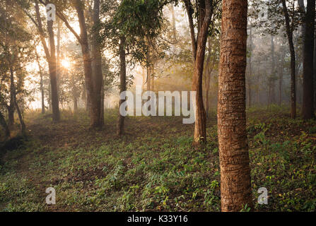 Sunrise attraverso boschi misty vicino Hsipaw, Stato Shan, Myanmar, Asia Foto Stock