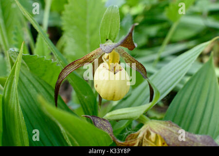 Pianella della Madonna orchidea (Cypripedium hank piccole) Foto Stock