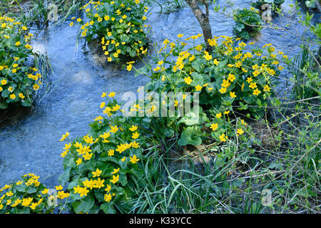 Marsh calendula (Caltha palustris) Foto Stock